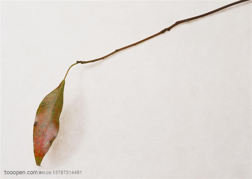 一根枝条上只剩下一片树叶高清摄影图片素材