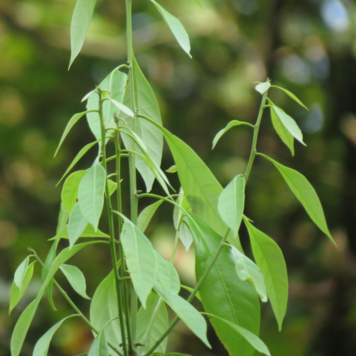 走店野生甜茶叶 自制甜茶 清热解毒 润肺止咳 80g图片