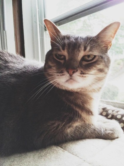 眼神永远一副"谁允许你直视本喵"的感觉(_) ……高冷到爆