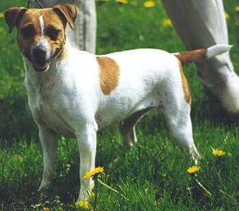 丹麦瑞典农场犬,又叫丹麦幼雏犬,此犬不仅能狩猎和牧牛,还可以掌握