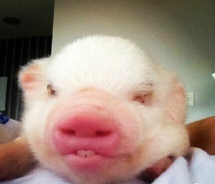 一只刚出生的小猪猪一副睡眼朦胧的样子真是可爱到爆表了有没有啊