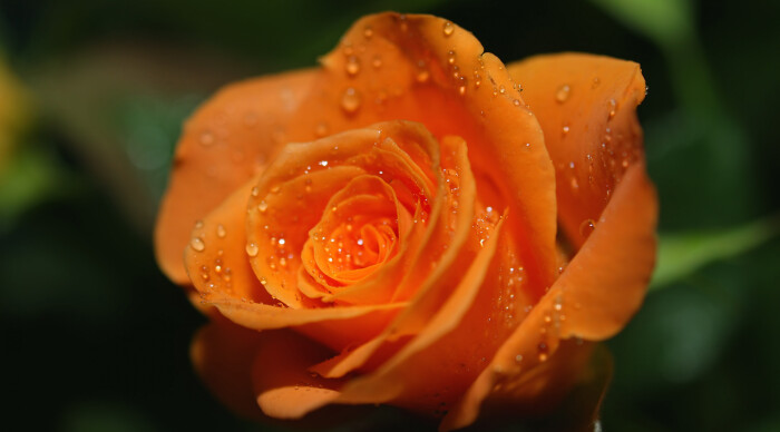 小小麋鹿【花语字典】rose,orange(rosa)橘色玫瑰.花语:着迷