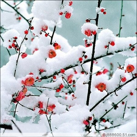 红梅傲雪头像图片