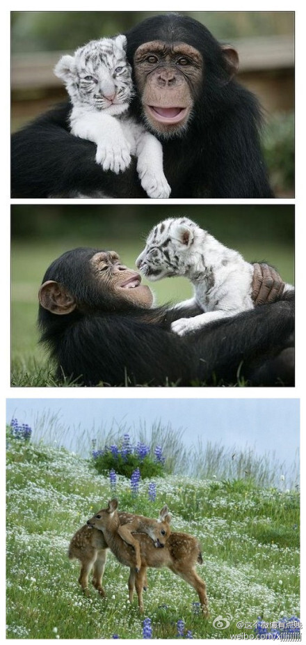 小动物之间那些温情的拥抱,不需要言语就能融化人心