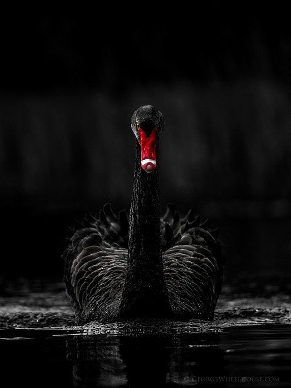 black swan,Swan 《black swan》(黑天鹅),来自现居伦敦的野生动物摄影师george wheel