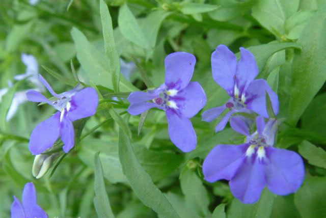 小小麋鹿【花语字典】lobelia 六倍利(翠蝶花).花语:恶意