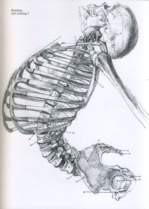 anatomy EP图片