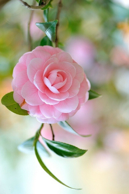 我希望,自己今后能以一朵花的姿态行走,穿越季节轮回,在无声中不颓废