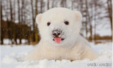 小北极熊,又蠢又萌