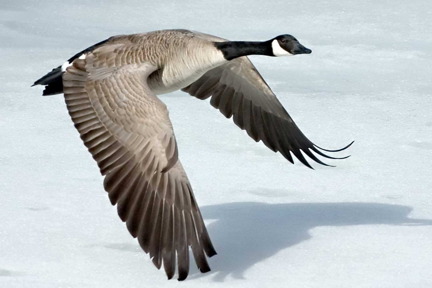 雁形目 鸭科 黑雁属 加拿大雁 舞动的翅膀充满了力量