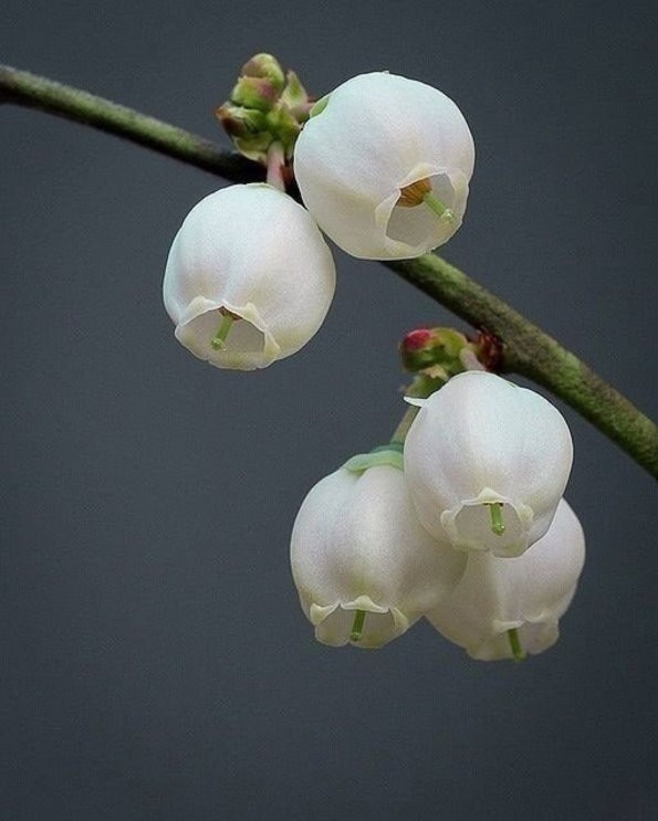 蓝莓花