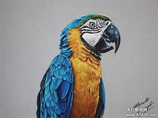 marcello barenghi逼真的彩铅画-色彩作品