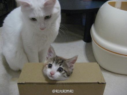 #猫#句子,荆轲把樊于期的头带来了的性感美女写关于大王图片