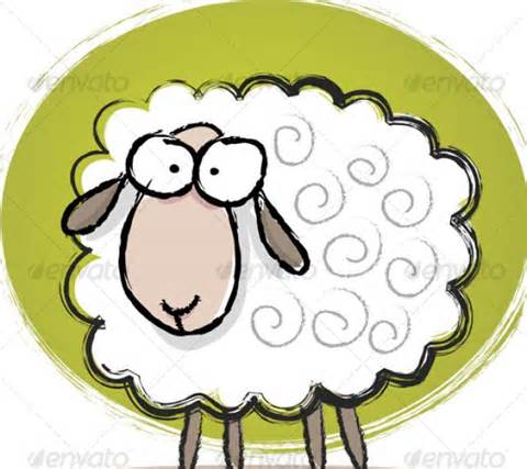 sheep 