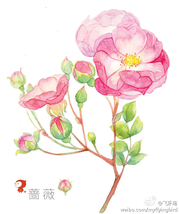 飞乐鸟[手绘]蔷薇