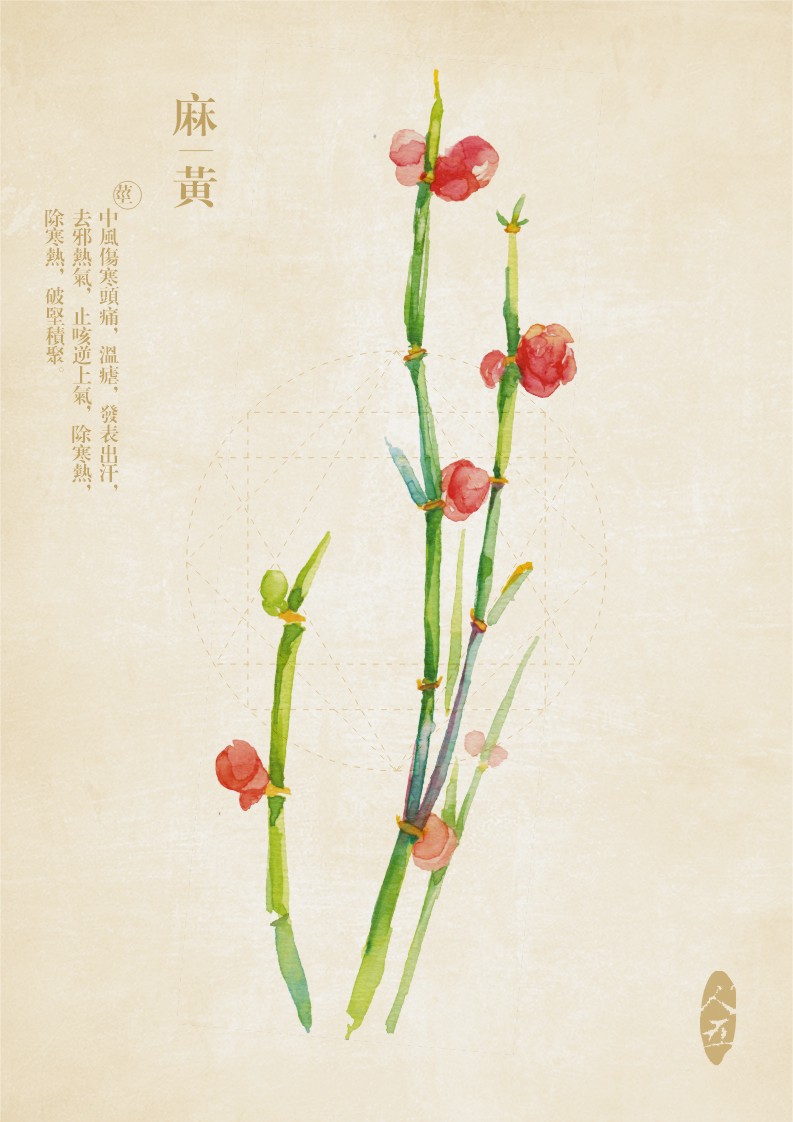 麻黄,实用部分-茎:中风伤寒头痛,温疟,发表,出汗,去邪热气,止咳逆上气