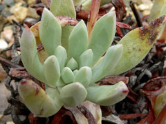 千寿姬(dudleya caespitosa)