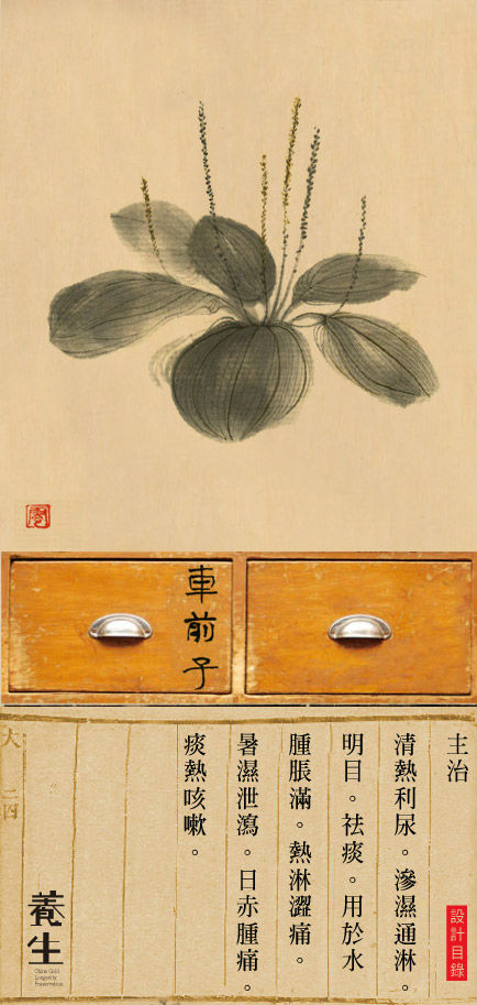 中草药-车前子,功效:清热利尿,渗湿通淋等.