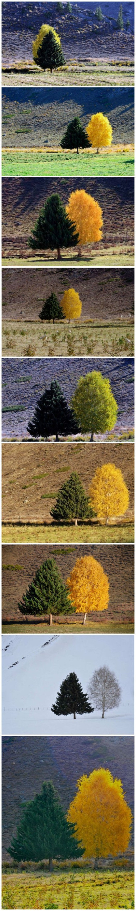 可可托海夫妻树四季图片