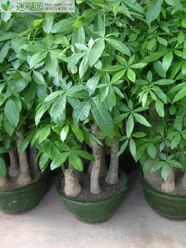 常见的几种家养植物环保小知识 发财树 原文出自迷糊园花卉植物主题