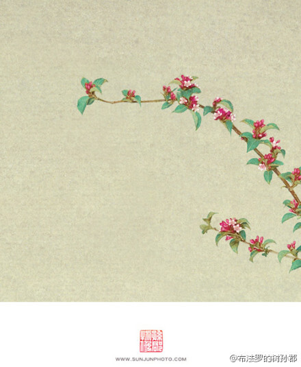 【百花录】之红梅,山茶,玉兰,木香,鸢尾,芍药,紫藤,锦带,芦苇.