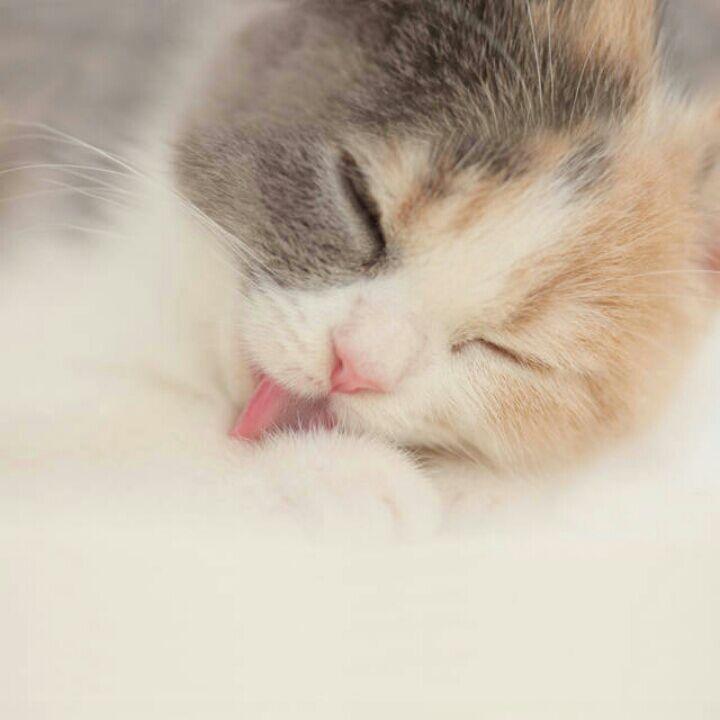 喵_猫小萌
