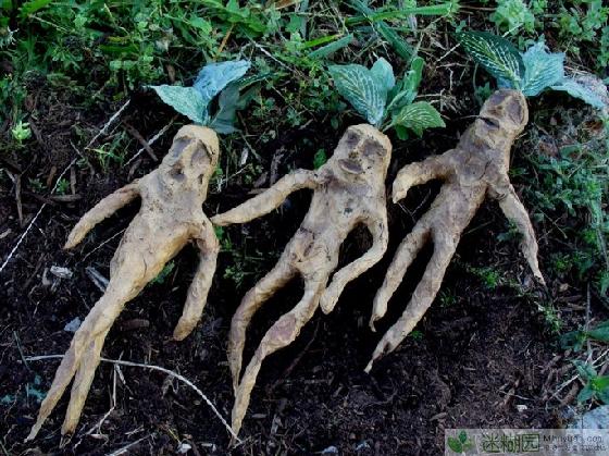 奇怪植物大杂烩 第一季 (4) 原文出自迷糊园花卉植物主题交友社区(www