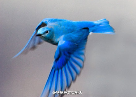 山蓝鸲(qú),又名山地蓝知更鸟,蓝到不真实,美到不像话,偶尔生起气来
