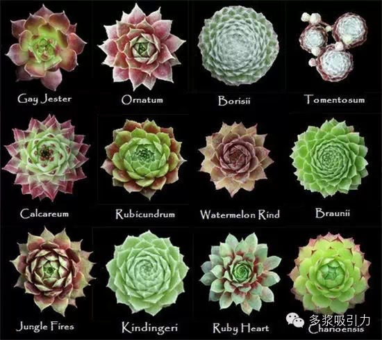 【看肉识图】108种长生草属多肉植物图鉴