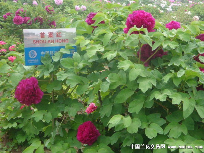 精品牡丹之五;首案红-其他花卉-中国兰花