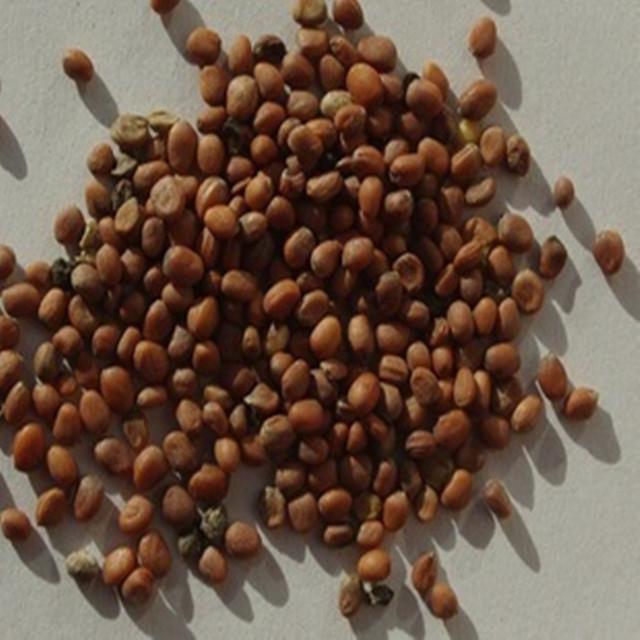 萝卜种子50g芽苗菜种子 2天发芽9天食用 见…-堆糖,美好生活研究所