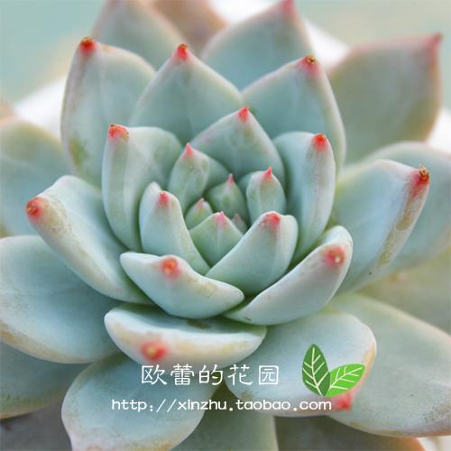 蓝鸟多肉植物韩国进口多浆植物厚叶蓝鸟粉蓝鸟
