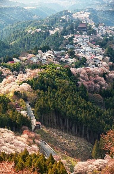 日本奈良县吉野山以樱花而闻名,被三万棵樱花树覆盖的山,待到樱花烂漫
