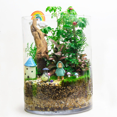 苔藓微景观生态瓶创意新奇迷你植物diy盆栽办公室桌面摆件大号
