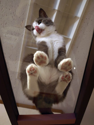 隔着玻璃仰视,可能是猫咪最美的角度