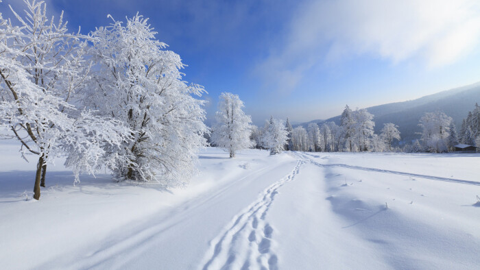 在一场大雪后的森林中,大地被雪花装饰得像铺上白色的地毯一样的时候