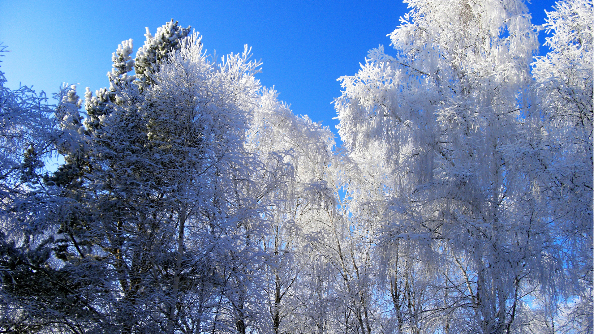 今日小编又来为大家送上一组冬季清新唯美雪景桌面壁纸