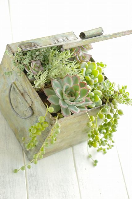 how about planting succulents?