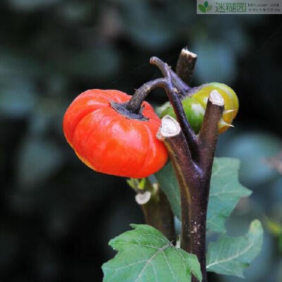 一般株高30—40cm,叶片形状,大小和普通菜用茄子相似,只是叶脉上有刺