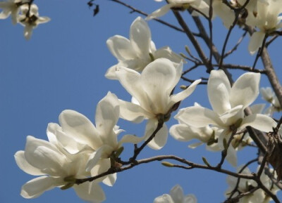 开白色花的树图片大全图片