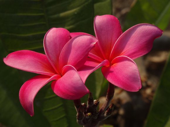 红鸡蛋花