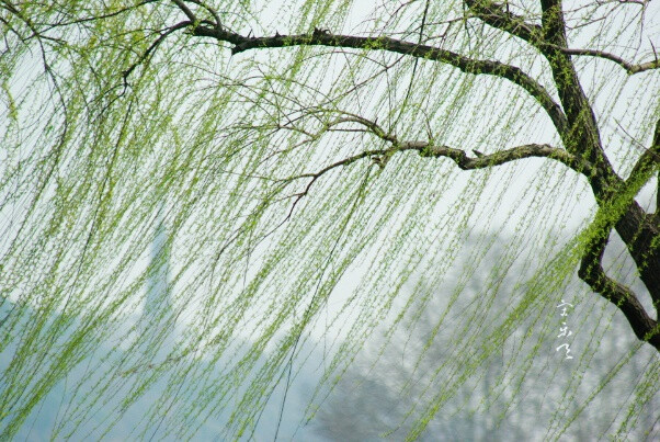 如果说有所谓春天的气息,恐怕就是从柳树和桃树枝条升起的.