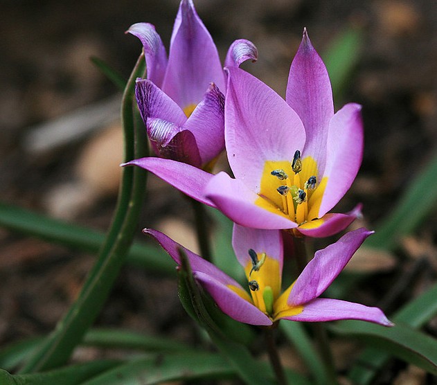 紫色花瓣中间黄蕊的花图片