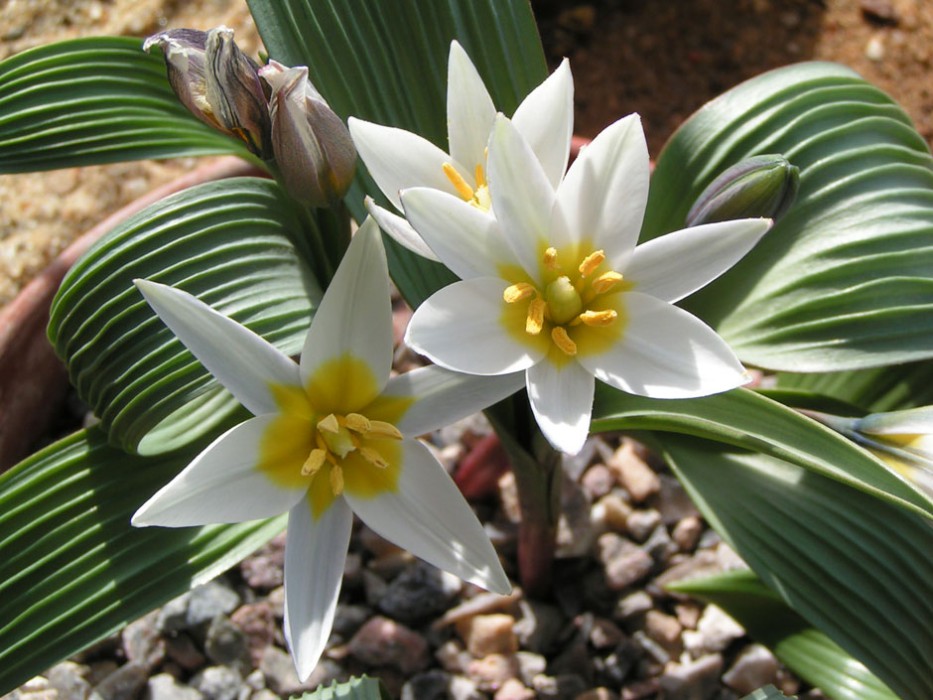 波叶郁金香 tulipa regelii