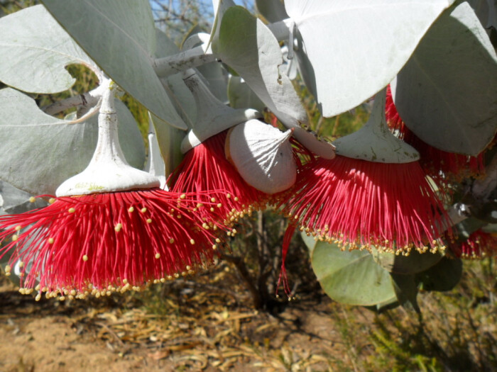 玫瑰桉树(eucalyptus rhodantha)