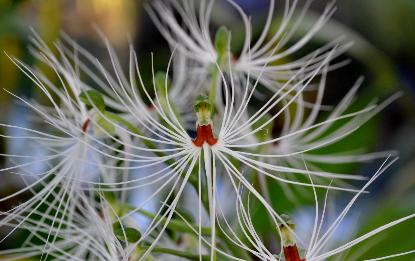 美杜莎玉凤花(habenaria medusa)