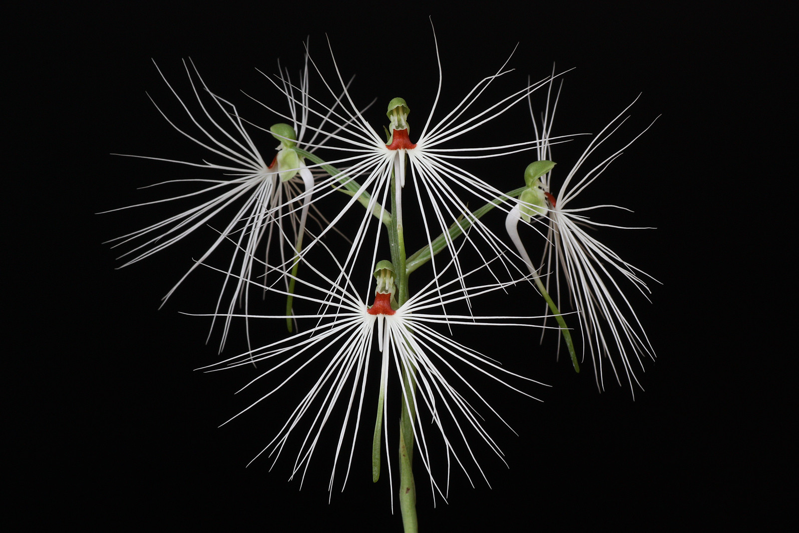 美杜莎玉凤花(habenaria medusa)