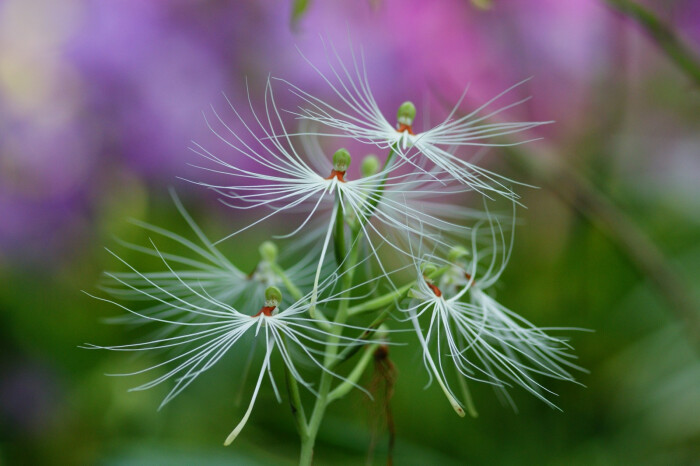 美杜莎玉凤花(habenaria medusa)