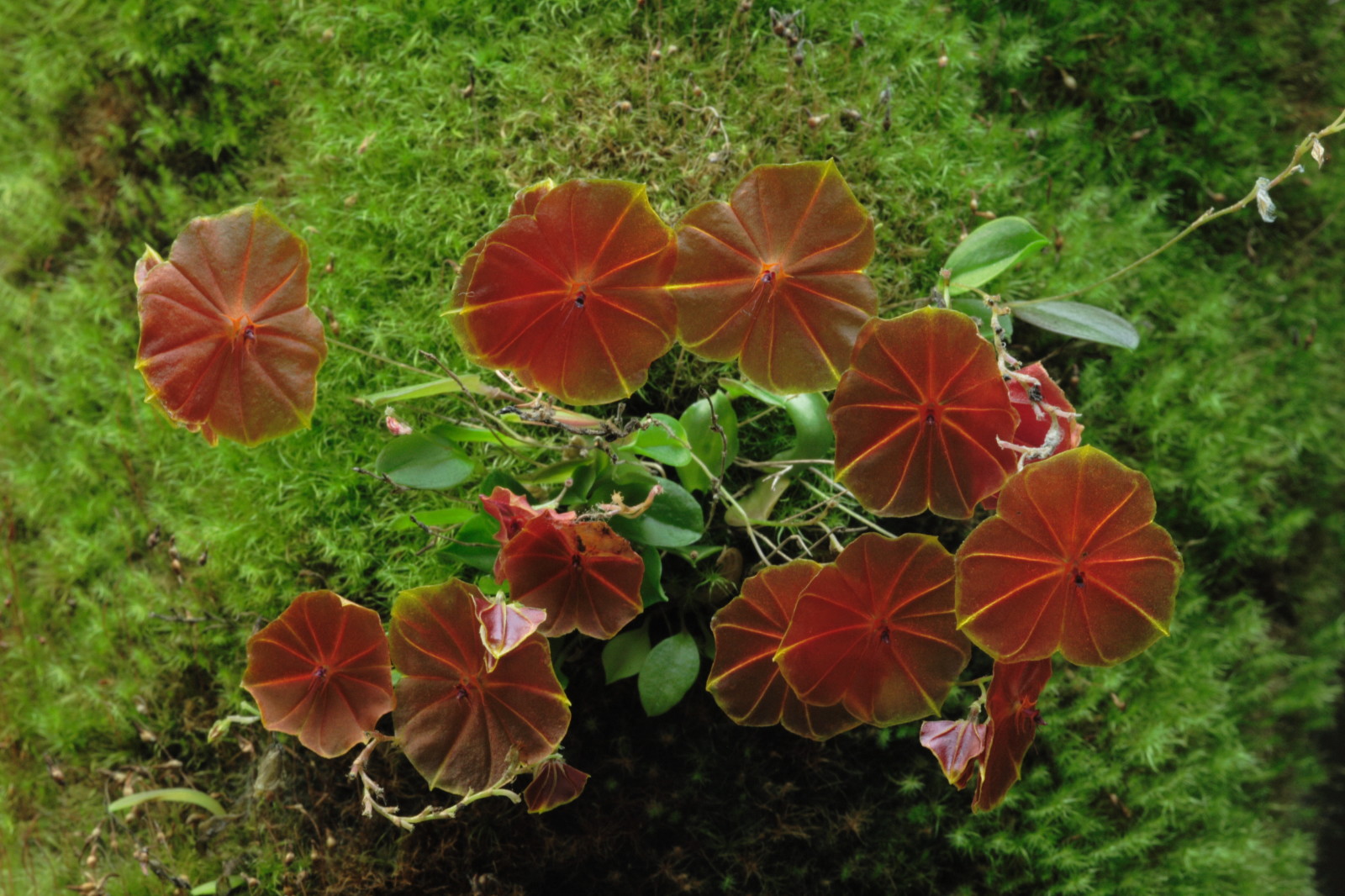 lepanthes telipogoniflora[丽斑兰属]