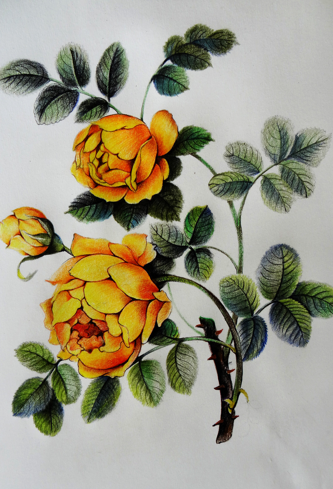 植物手绘 彩铅 硫黄蔷薇